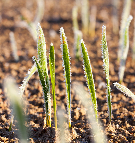 Oklahoma City Helicopter Frost and Ice